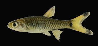 Rasbora caudimaculata