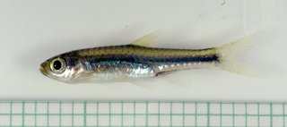 Rasbora cf. paucisqualis