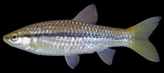 Rasbora daniconius