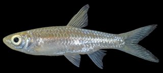 Rasbora dusonensis