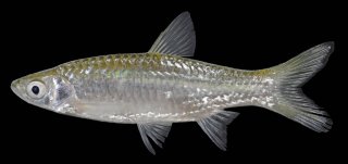 Rasbora dusonensis