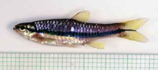 Rasbora einthovenii