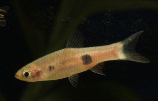 Rasbora kalochroma