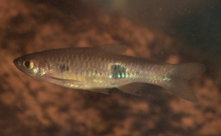 Rasbora kalochroma