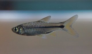 Rasbora paviana