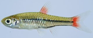 Rasbora rubrodorsalis