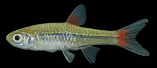 Rasbora rubrodorsalis