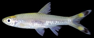 Rasbora trilineata