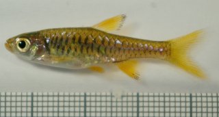 Rasbora vulcanus