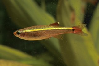 Tanichthys albonubes