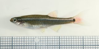 Tanichthys albonubes