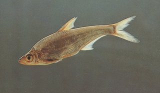 Chanodichthys dabryi