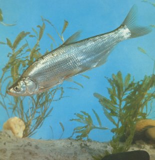 Chanodichthys erythropterus