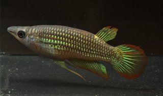 Aplocheilus lineatus