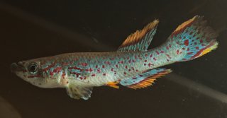 Fundulopanchax gardneri