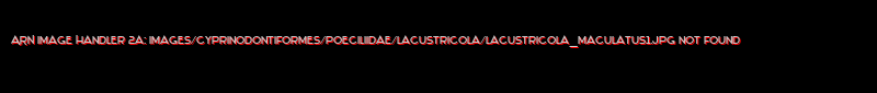 Lacustricola maculatus