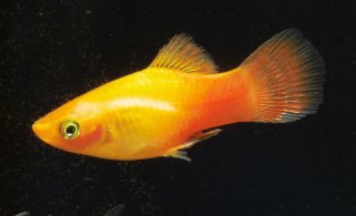 Xiphophorus maculatus