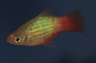 Xiphophorus maculatus