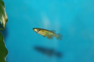 Lacustricola maculatus