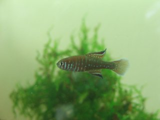 Simpsonichthys boitonei