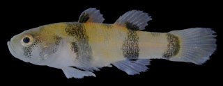 Brachygobius sabanus