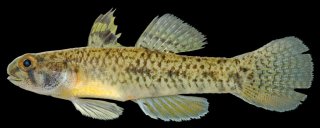 Pseudogobius melanosticta