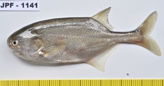 Petrocephalus bovei