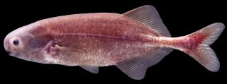 Stomatorhinus walkeri