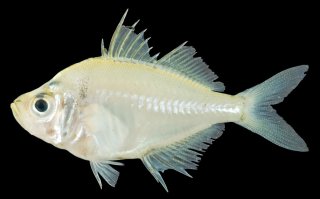 Chanda siamensis