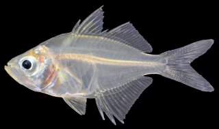 Chanda siamensis