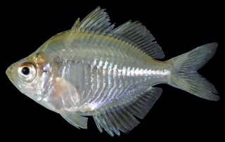 Chanda siamensis