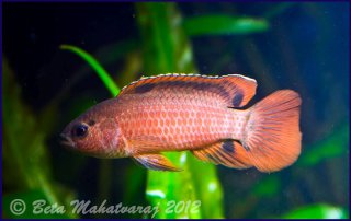 Badis singenensis