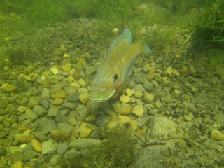 Lepomis macrochirus