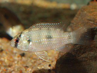 Anomalochromis thomasi