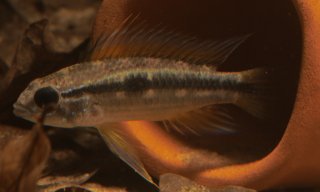 Apistogramma bitaeniata