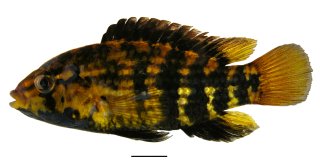 Apistogramma kullanderi