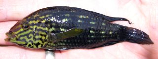 Apistogramma kullanderi