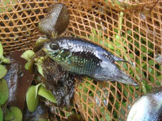 Apistogramma linkei