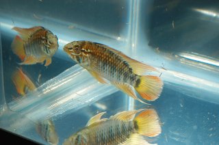 Apistogramma viejita