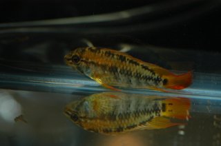 Apistogramma viejita