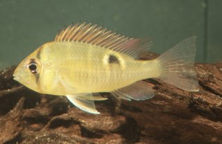 Biotodoma cupido