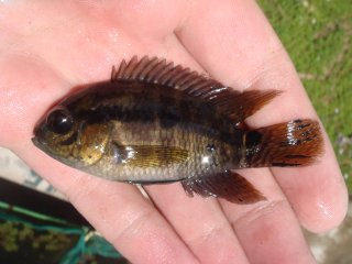 Cichlasoma boliviense