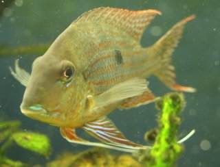 Geophagus neambi