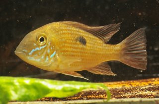 Geophagus parnaibae