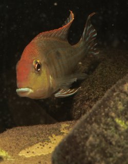 Geophagus pyrocephalus