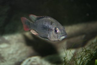 Haplochromis nubilus