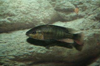 Haplochromis nubilus