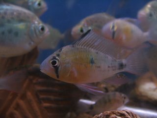 Mikrogeophagus maculicauda