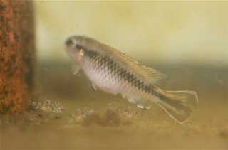 Nanochromis minor