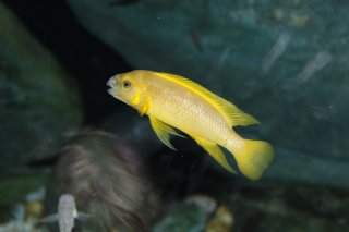 Neolamprologus leleupi